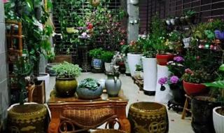 小小花园挖呀挖 小小花园挖呀挖